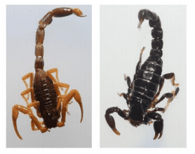 الرؤية الحاسوبية للتمييز بين العقارب