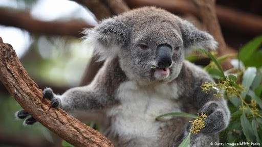 تقنية للتعرف على وجوه الكوالا